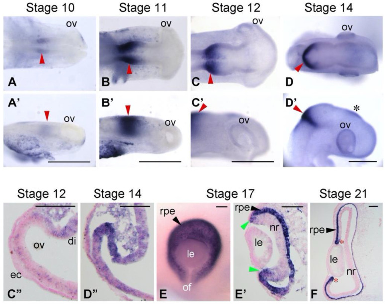 Involvement of a Basic Helix-Loop-Helix Gene <i>BHLHE40</i> in Specification of Chicken Retinal Pigment Epithelium.