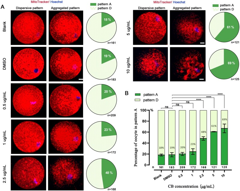 Mitochondrial aggregation caused by cytochalasin B compromises the efficiency and safety of three-parent embryo.