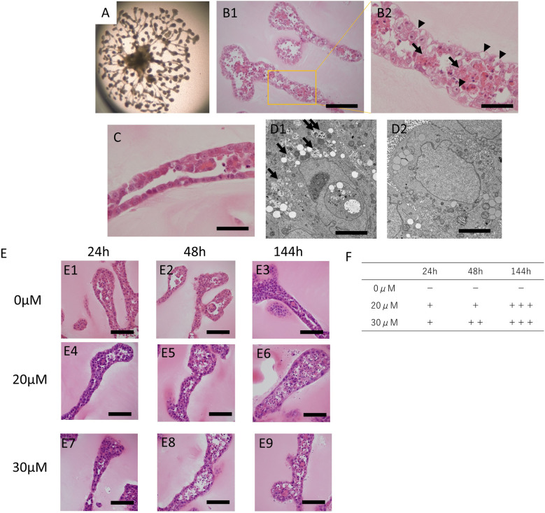 Kidney organoid derived from renal tissue stem cells is a useful tool for histopathological assessment of nephrotoxicity in a cisplatin-induced acute renal tubular injury model.