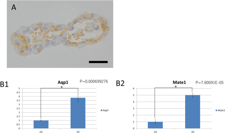 Kidney organoid derived from renal tissue stem cells is a useful tool for histopathological assessment of nephrotoxicity in a cisplatin-induced acute renal tubular injury model.