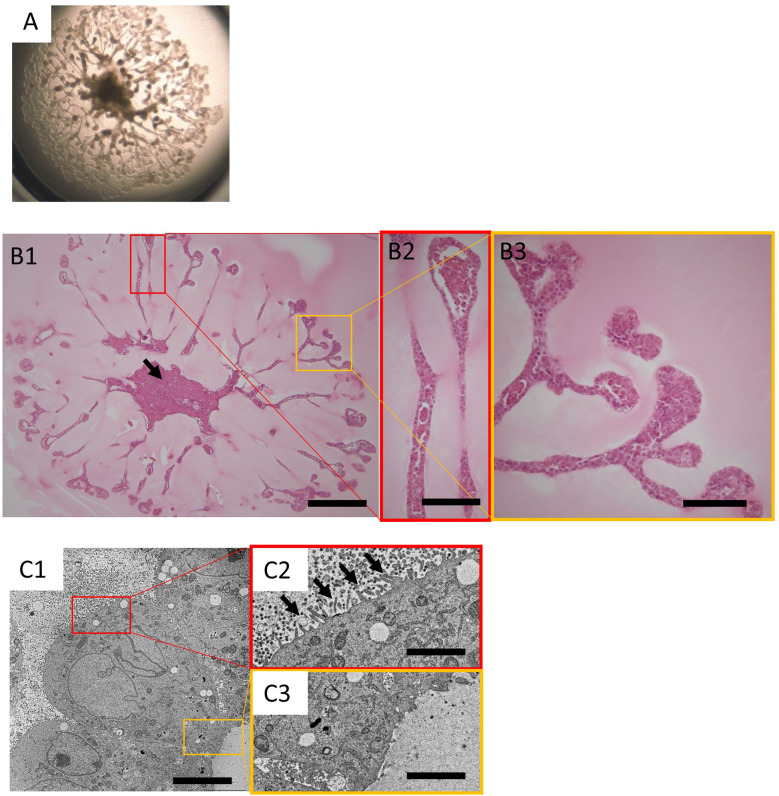 Kidney organoid derived from renal tissue stem cells is a useful tool for histopathological assessment of nephrotoxicity in a cisplatin-induced acute renal tubular injury model.