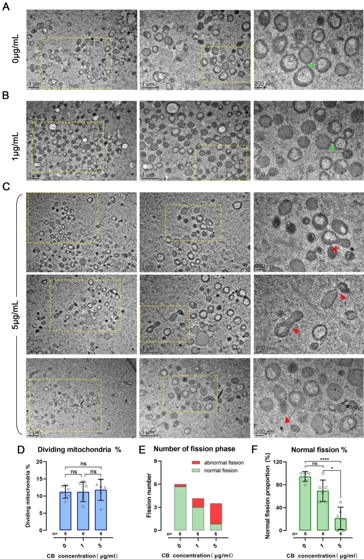 Mitochondrial aggregation caused by cytochalasin B compromises the efficiency and safety of three-parent embryo.