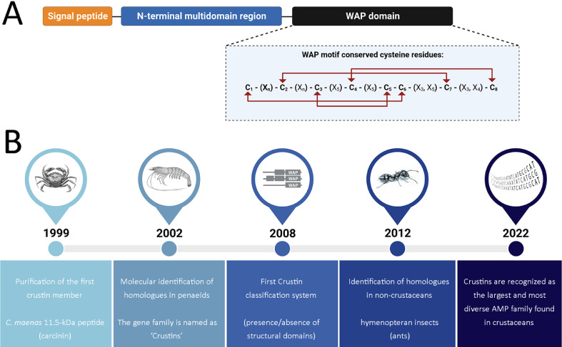 On the wave of the crustin antimicrobial peptide family: From sequence diversity to function