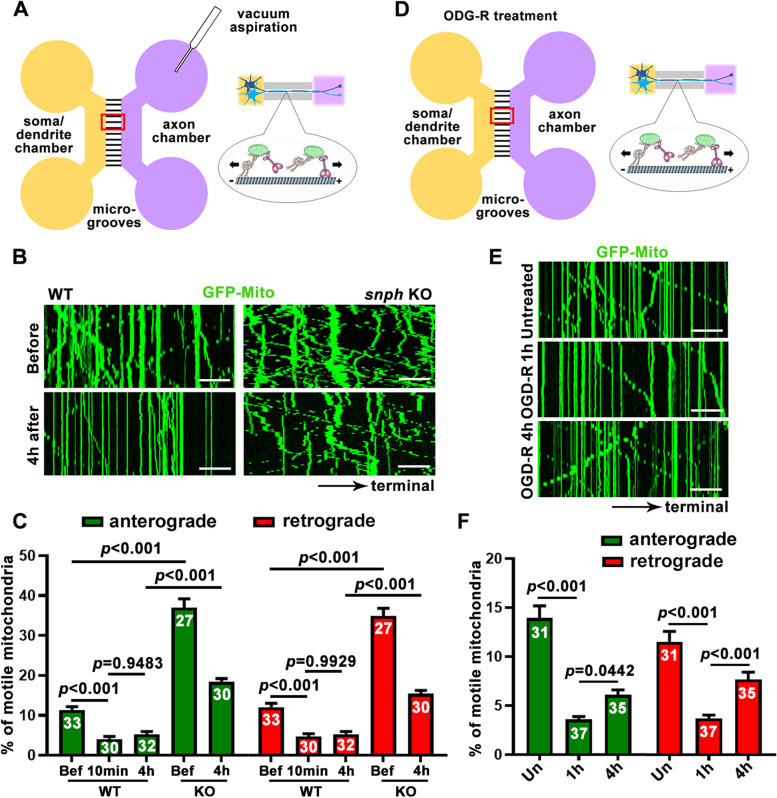 Microfluidic devices as model platforms of CNS injury-ischemia to study axonal regeneration by regulating mitochondrial transport and bioenergetic metabolism.