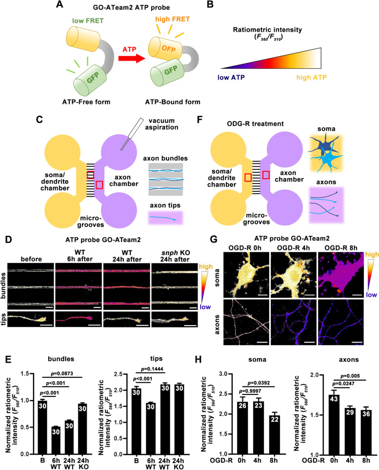 Microfluidic devices as model platforms of CNS injury-ischemia to study axonal regeneration by regulating mitochondrial transport and bioenergetic metabolism.