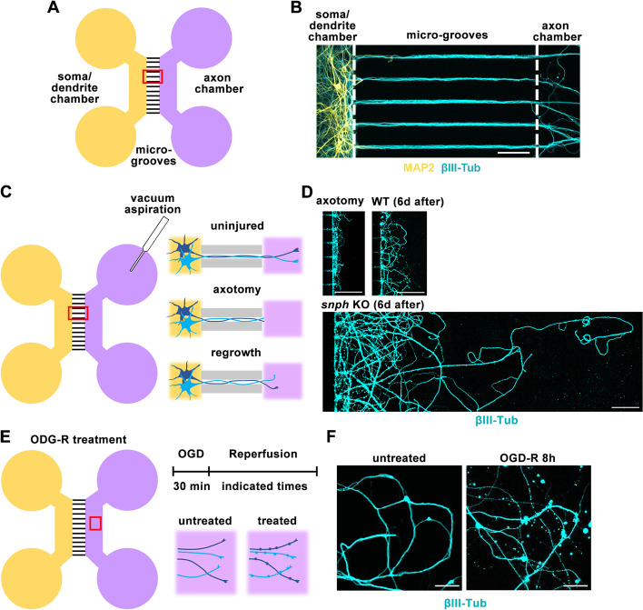 Microfluidic devices as model platforms of CNS injury-ischemia to study axonal regeneration by regulating mitochondrial transport and bioenergetic metabolism.