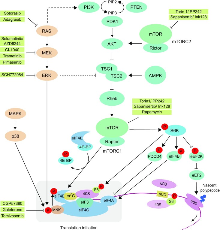 Translational alterations in pancreatic cancer: a central role for the integrated stress response.