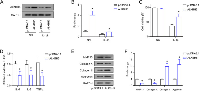 Acetaminophen changes the RNA m<sup>6</sup>A levels and m<sup>6</sup>A-related proteins expression in IL-1β-treated chondrocyte cells.