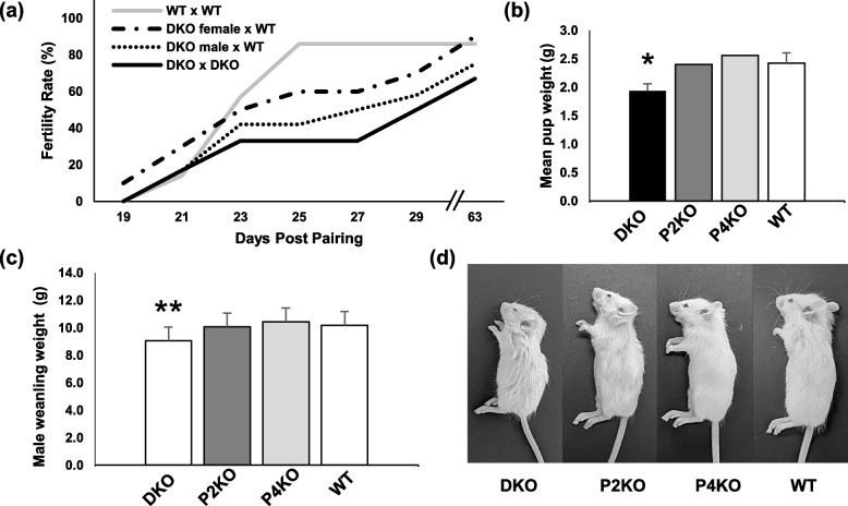 Delayed puberty, gonadotropin abnormalities and subfertility in male Padi2/Padi4 double knockout mice.