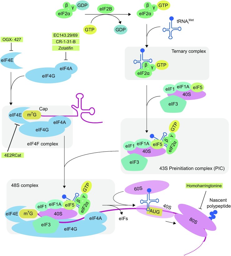 Translational alterations in pancreatic cancer: a central role for the integrated stress response.