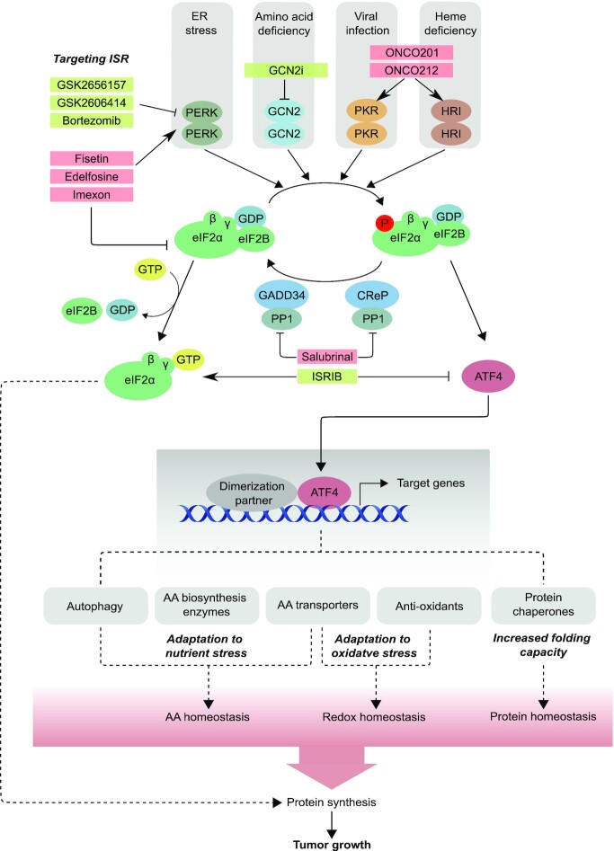 Translational alterations in pancreatic cancer: a central role for the integrated stress response.