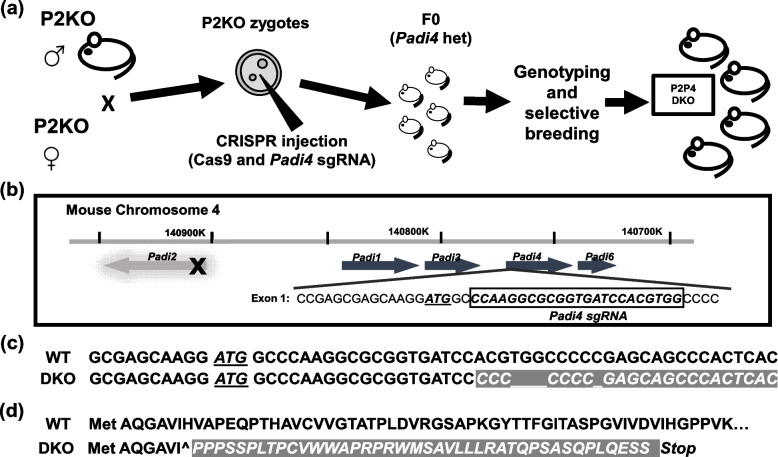 Delayed puberty, gonadotropin abnormalities and subfertility in male Padi2/Padi4 double knockout mice.