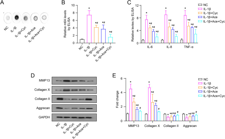 Acetaminophen changes the RNA m<sup>6</sup>A levels and m<sup>6</sup>A-related proteins expression in IL-1β-treated chondrocyte cells.