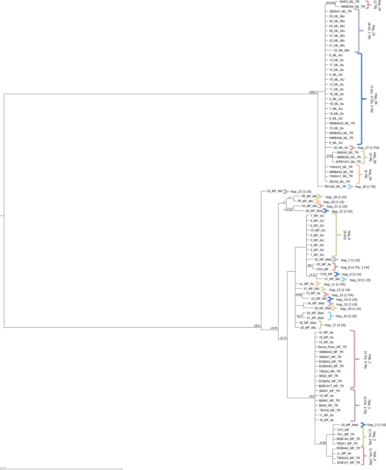 Phylogenetic divergences in brown rot fungal pathogens of Monilinia species from a worldwide collection: inferences based on the nuclear versus mitochondrial genes.