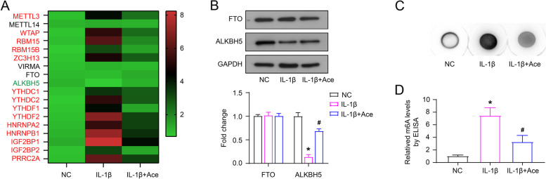 Acetaminophen changes the RNA m<sup>6</sup>A levels and m<sup>6</sup>A-related proteins expression in IL-1β-treated chondrocyte cells.