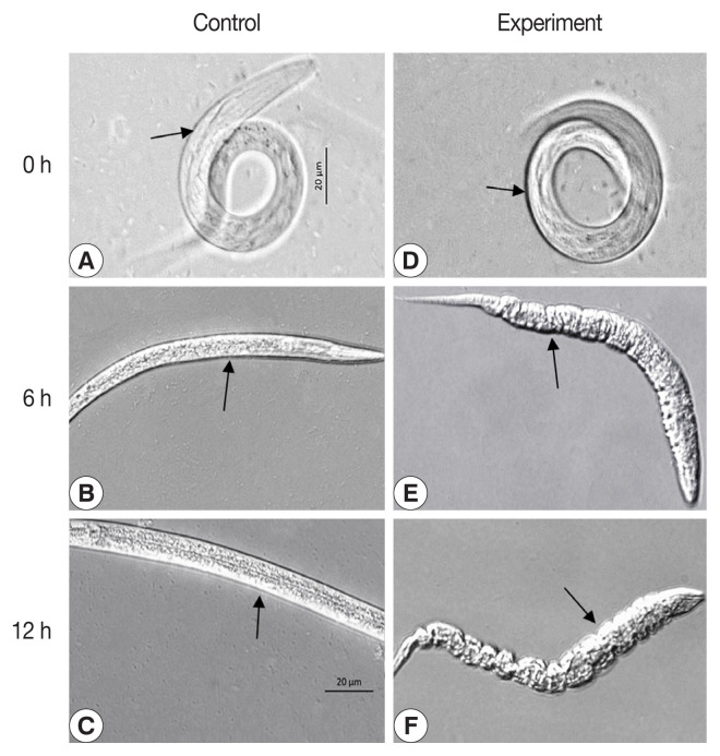 Biological Characteristics of Recombinant Arthrobotrys oligospora Chitinase AO-801.