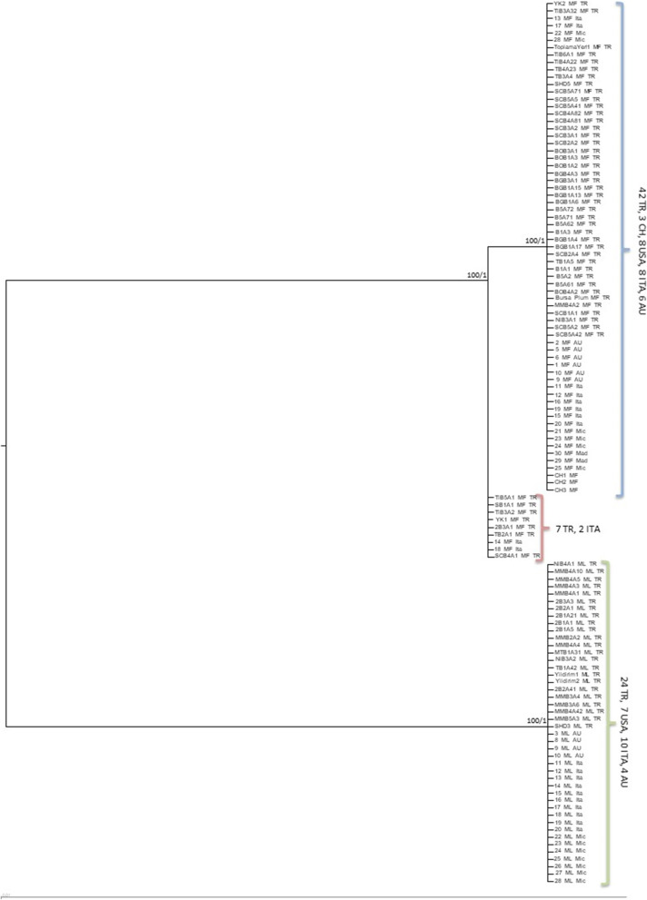 Phylogenetic divergences in brown rot fungal pathogens of Monilinia species from a worldwide collection: inferences based on the nuclear versus mitochondrial genes.