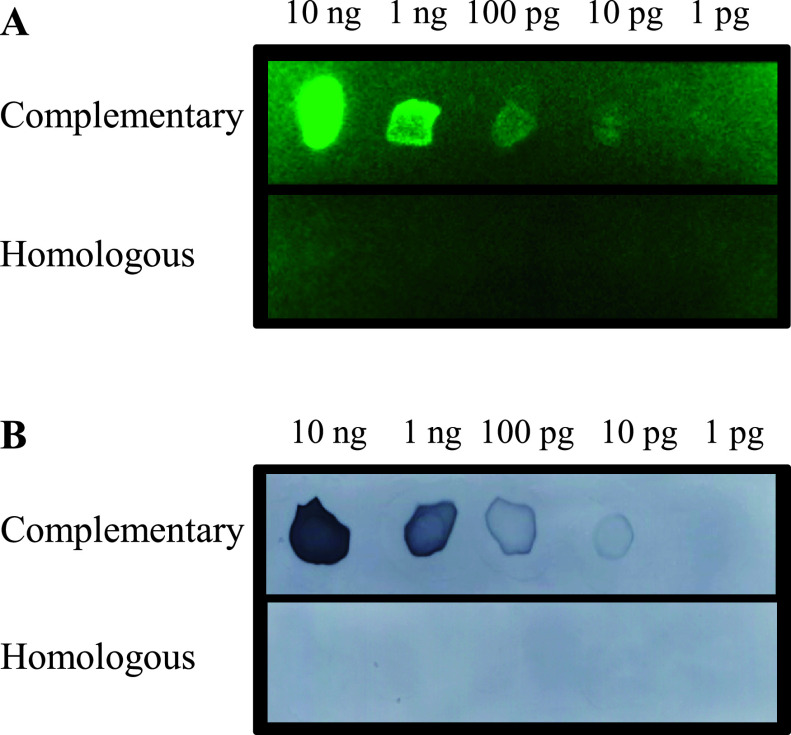 An Advanced Detection System for <i>In Situ</i> Hybridization Using a Fluorescence Resonance Energy Transfer-based Molecular Beacon Probe.