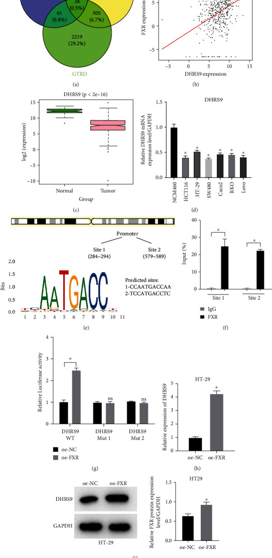 Transcription Factor FXR Activates DHRS9 to Inhibit the Cell Oxidative Phosphorylation and Suppress Colon Cancer Progression.