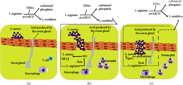 Contribution of Arginine Catabolic Mobile Element and Copper and Mercury Resistance Element in Methicillin-Resistant <i>Staphylococcus aureus</i>: A Vantage Point.