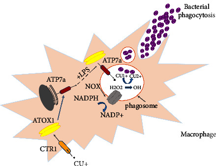 Contribution of Arginine Catabolic Mobile Element and Copper and Mercury Resistance Element in Methicillin-Resistant <i>Staphylococcus aureus</i>: A Vantage Point.