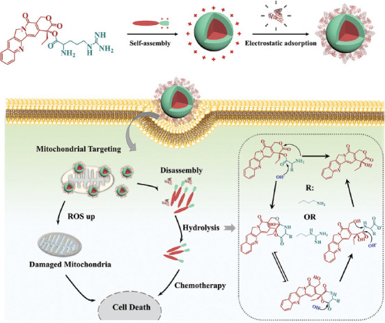 Reactive oxygen species activated by mitochondria-specific camptothecin prodrug for enhanced chemotherapy.