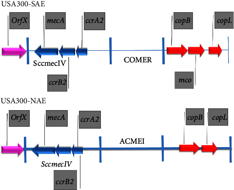 Contribution of Arginine Catabolic Mobile Element and Copper and Mercury Resistance Element in Methicillin-Resistant <i>Staphylococcus aureus</i>: A Vantage Point.