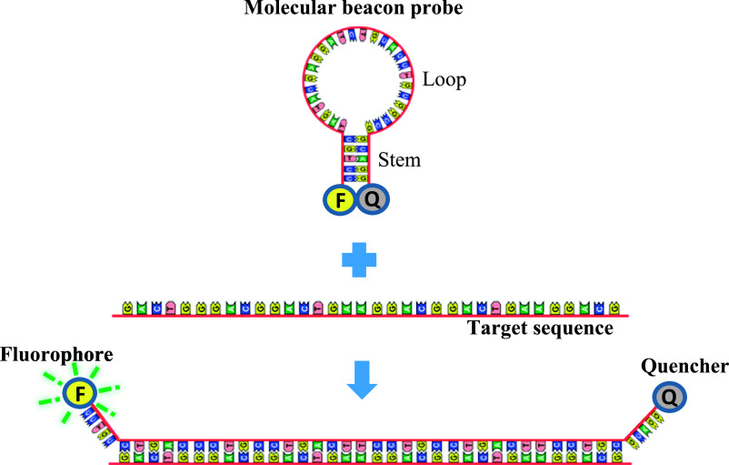 An Advanced Detection System for <i>In Situ</i> Hybridization Using a Fluorescence Resonance Energy Transfer-based Molecular Beacon Probe.