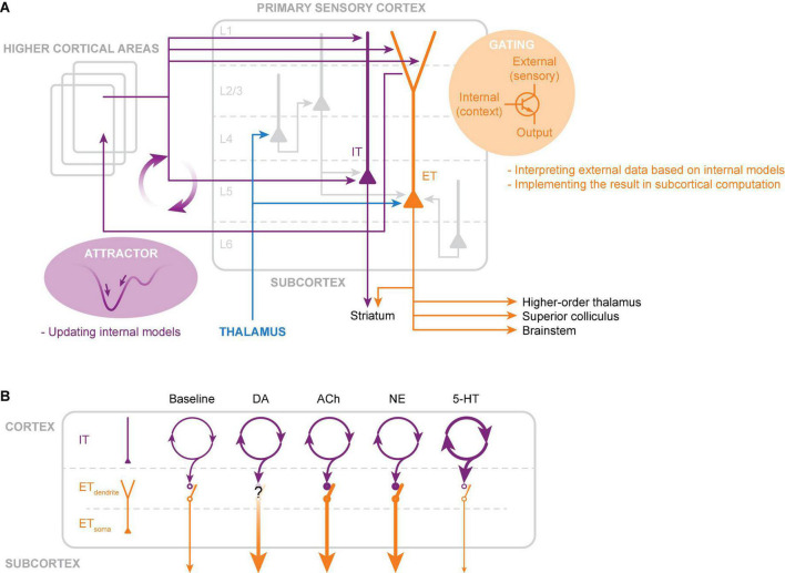 Neocortical layer 5 subclasses: From cellular properties to roles in behavior.