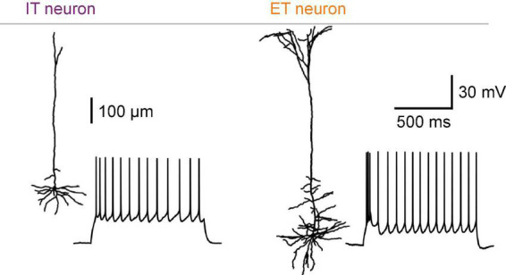 Neocortical layer 5 subclasses: From cellular properties to roles in behavior.