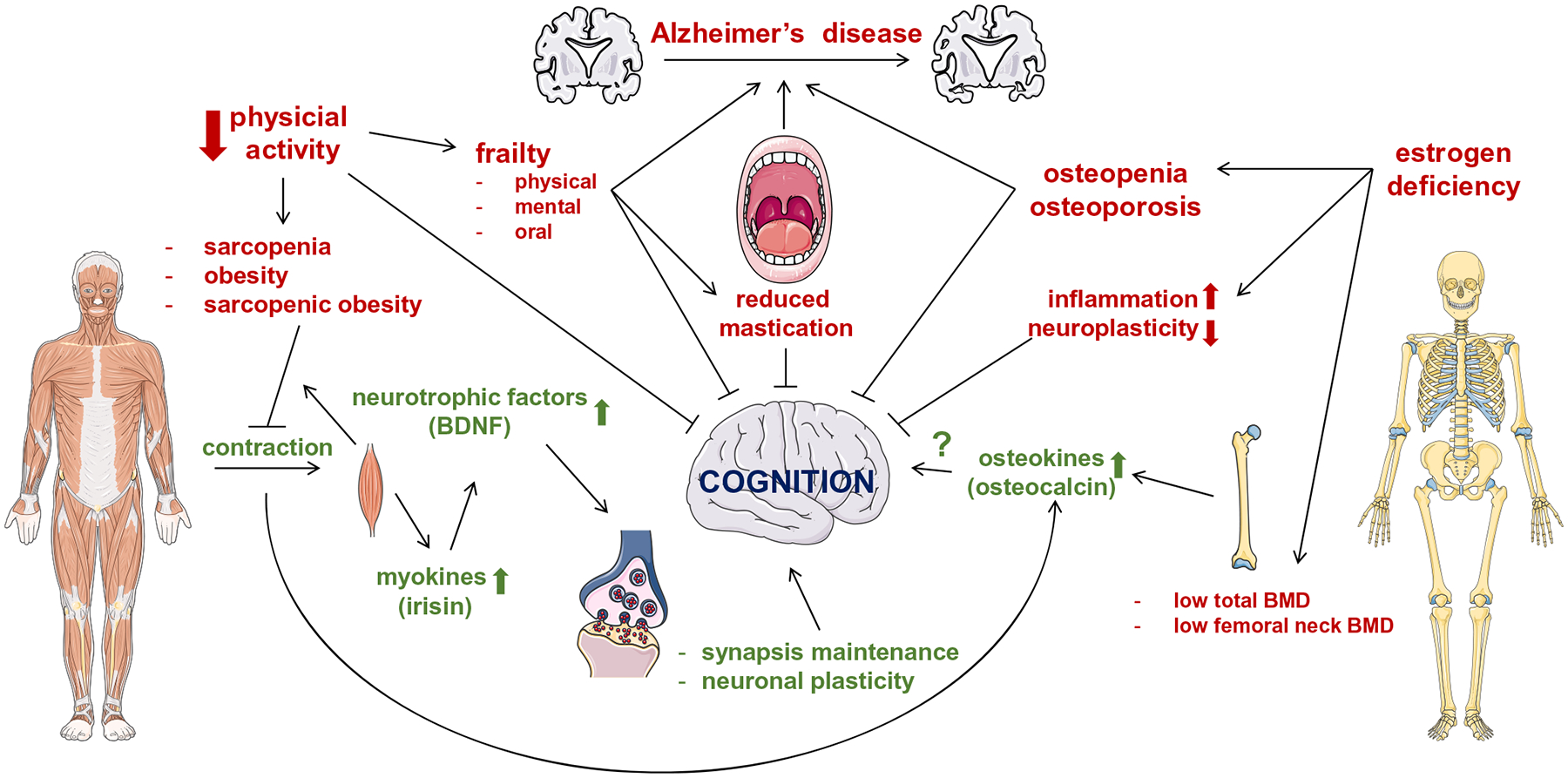 Musculoskeletal Deficits and Cognitive Impairment: Epidemiological Evidence and Biological Mechanisms.