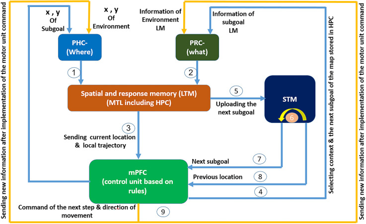 A fuzzy-oscillatory model of medial prefrontal cortex control function in spatial memory retrieval in human navigation function.