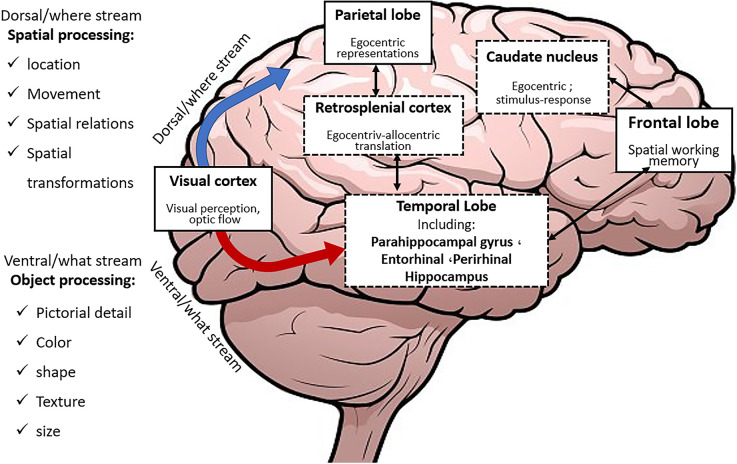 A fuzzy-oscillatory model of medial prefrontal cortex control function in spatial memory retrieval in human navigation function.