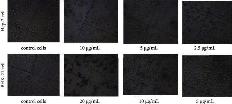 Effect of Coated Silver Nanoparticles on Cancerous vs. Healthy Cells.