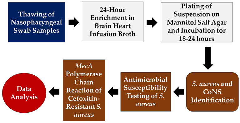 <i>Staphylococcus aureus</i> Nasopharyngeal Carriage and Antimicrobial Resistance among Adults with Sickle Cell Disease at the Korle Bu Teaching Hospital in Accra, Ghana.