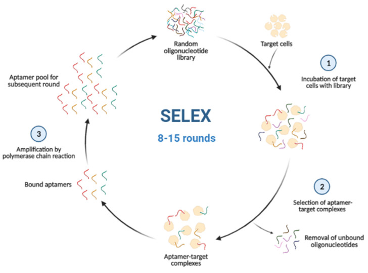 Advances in Aptamer-Based Biosensors and Cell-Internalizing SELEX Technology for Diagnostic and Therapeutic Application.