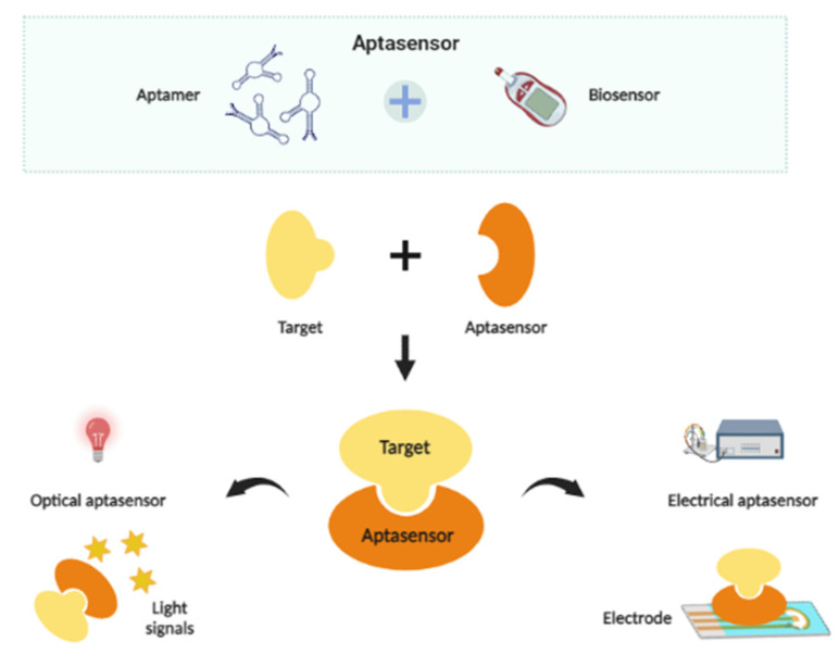 Advances in Aptamer-Based Biosensors and Cell-Internalizing SELEX Technology for Diagnostic and Therapeutic Application.