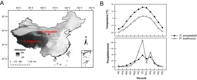 Gut microbiota differs between two cold-climate lizards distributed in thermally different regions.