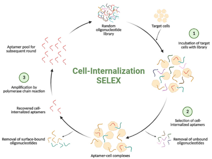 Advances in Aptamer-Based Biosensors and Cell-Internalizing SELEX Technology for Diagnostic and Therapeutic Application.