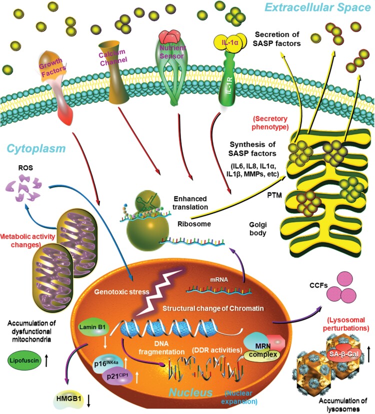 Targeting senescent cells for a healthier longevity: the roadmap for an era of global aging.