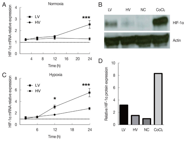 Hypoxia-Inducible Factor-1 Alpha Stabilization in Human Macrophages during Leishmania major Infection Is Impaired by Parasite Virulence.