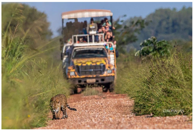 Re-Thinking Felid-Human Entanglements through the Lenses of Compassionate Conservation and Multispecies Studies.