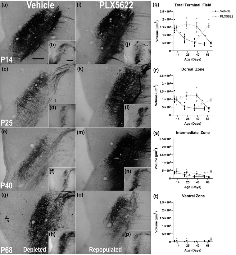 Terminal field volume of the glossopharyngeal nerve in adult rats reverts to prepruning size following microglia depletion with PLX5622