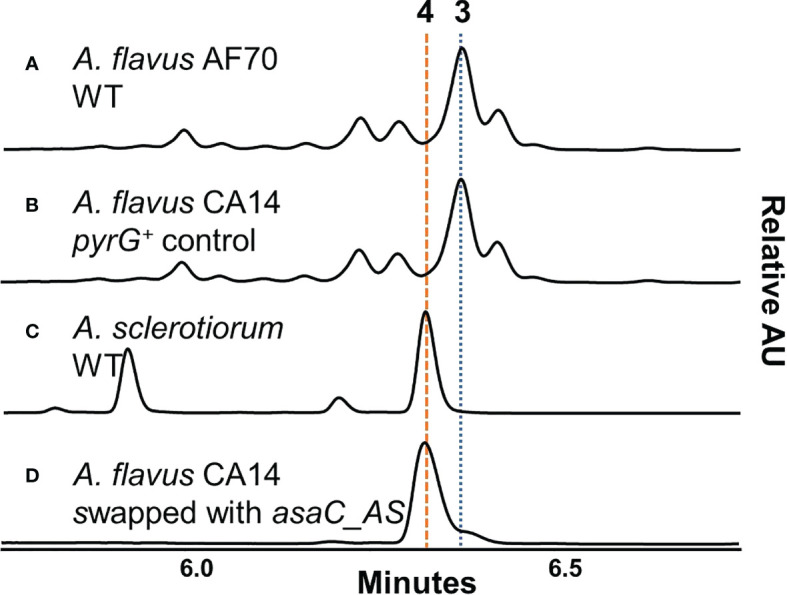 Small NRPS-like enzymes in <i>Aspergillus</i> sections <i>Flavi</i> and <i>Circumdati</i> selectively form substituted pyrazinone metabolites.