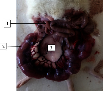 Teratogenic Evaluation of 80% Ethanol Extract of <i>Embelia schimperi</i> Vatke Fruits on Rat Embryo and Fetuses.