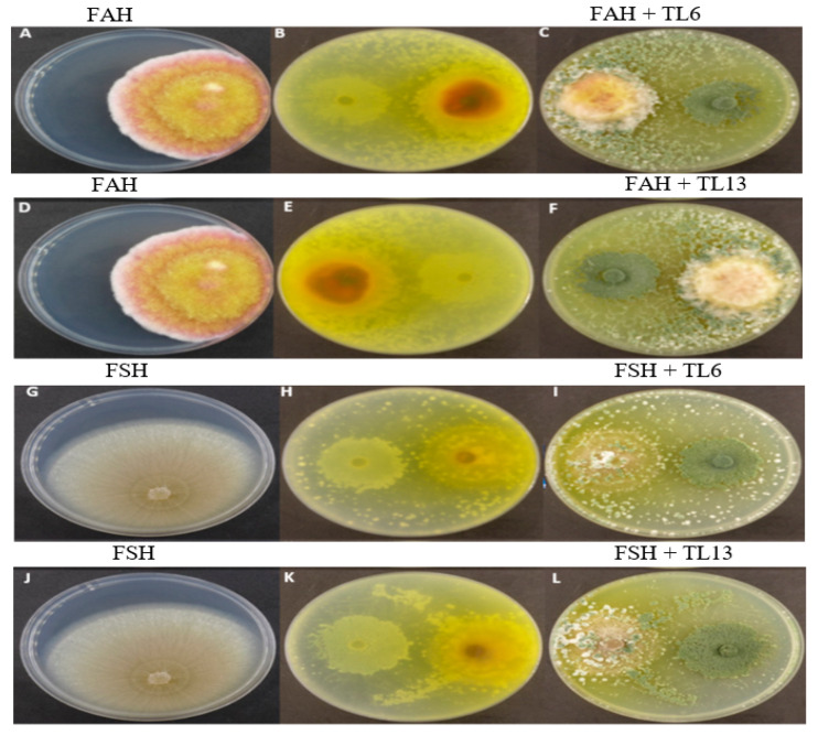 Antagonistic Effect of <i>Trichoderma longibrachiatum</i> (TL6 and TL13) on <i>Fusarium solani</i> and <i>Fusarium avenaceum</i> Causing Root Rot on Snow Pea Plants.