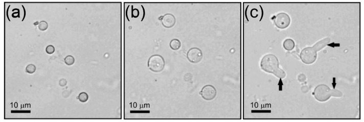 Effect of Shock Waves on the Growth of <i>Aspergillus niger</i> Conidia: Evaluation of Germination and Preliminary Study on Gene Expression.