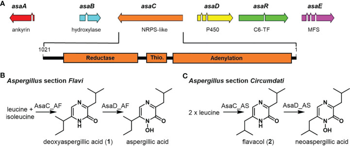 Small NRPS-like enzymes in <i>Aspergillus</i> sections <i>Flavi</i> and <i>Circumdati</i> selectively form substituted pyrazinone metabolites.