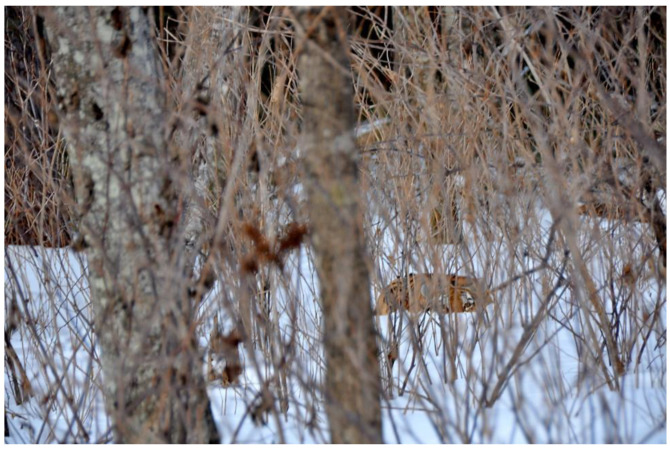 Re-Thinking Felid-Human Entanglements through the Lenses of Compassionate Conservation and Multispecies Studies.