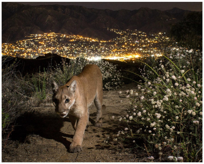 Re-Thinking Felid-Human Entanglements through the Lenses of Compassionate Conservation and Multispecies Studies.